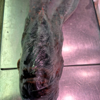 Bogavante canadiense