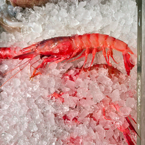 gamba_roja