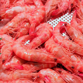 Langostino tigre