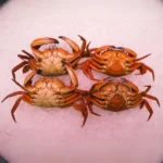 neccoras