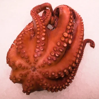 Pulpo