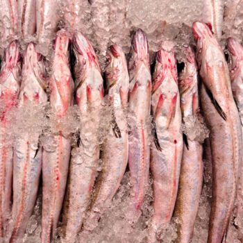 Pescadilla de enroscar