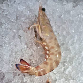 Langostino trasmallo